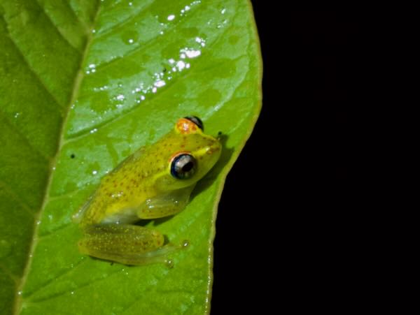 no known English name (Boophis tasymena)