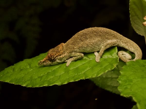 Ranomafana Nosed Chameleon (Calumma tjiasmantoi)