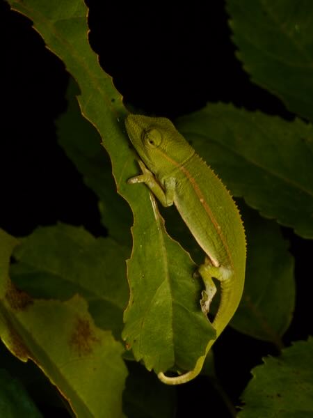 Perinet Chameleon (Calumma gastrotaenia)