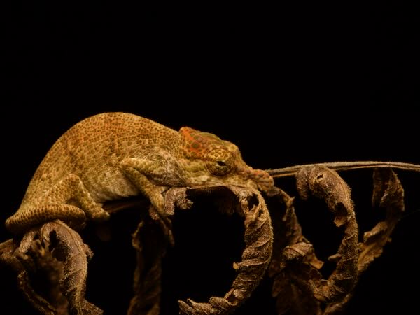 Ranomafana Nosed Chameleon (Calumma tjiasmantoi)