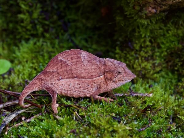 Elongate Leaf Chameleon (Palleon nasus)