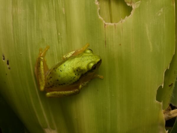 Betsileo Reed Frog (Heterixalus betsileo)