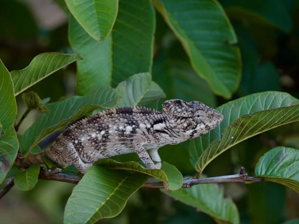 Oustalet’s Chameleon (Furcifer oustaleti)