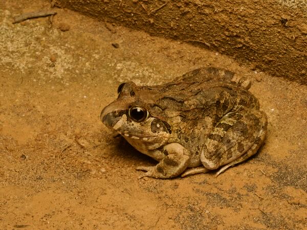 Madagascar Bullfrog (Laliostoma labrosum)