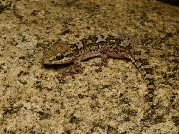 Kirindy Leaf-toed Gecko (Paroedura rennerae)