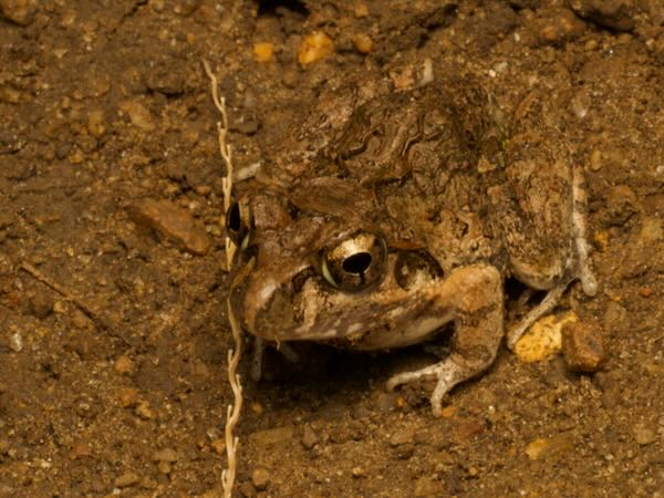Madagascar Bullfrog (Laliostoma labrosum)