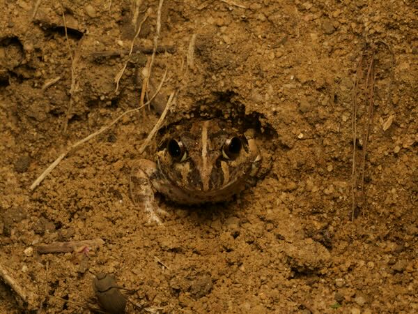 Madagascar Bullfrog (Laliostoma labrosum)