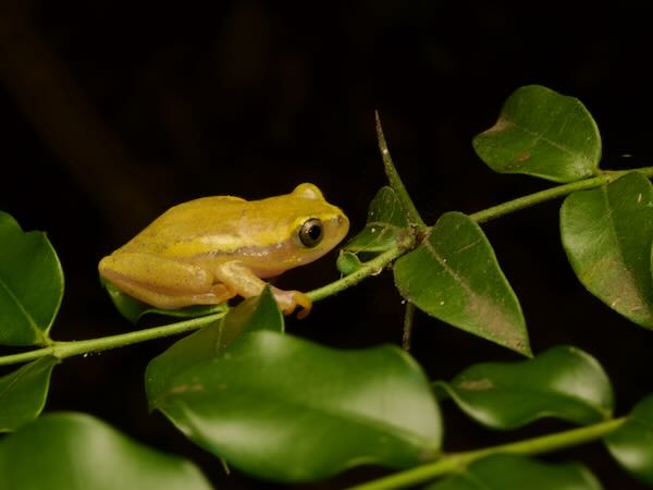 Betsileo Reed Frog (Heterixalus betsileo)