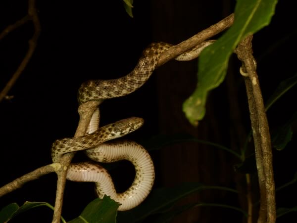 Malagasy Cat-eyed Snake (Madagascarophis colubrinus)