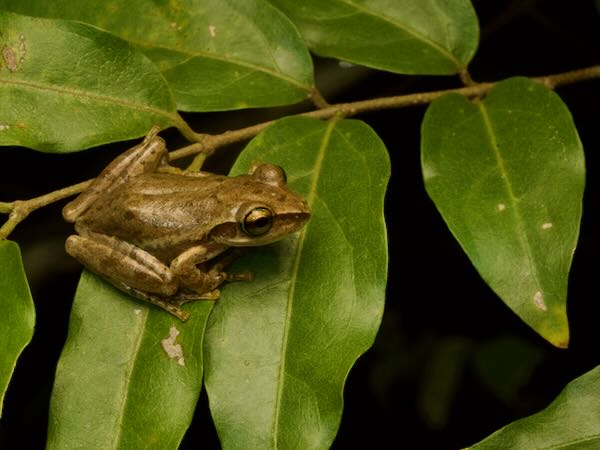 Dumeril’s Bright-eyed Frog (Boophis tephraeomystax)