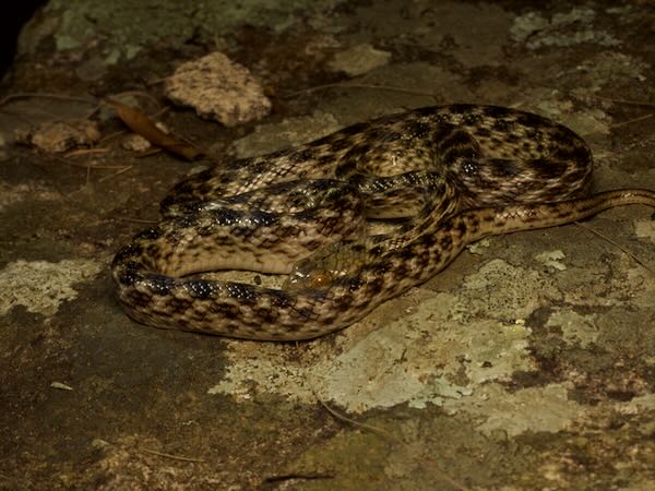 Malagasy Cat-eyed Snake (Madagascarophis colubrinus)