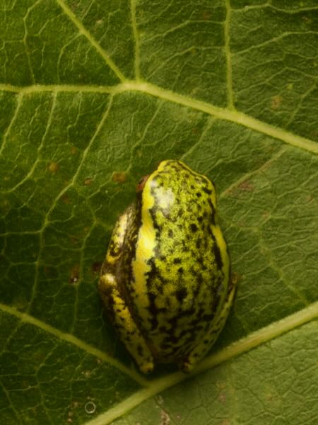 Betsileo Reed Frog (Heterixalus betsileo)