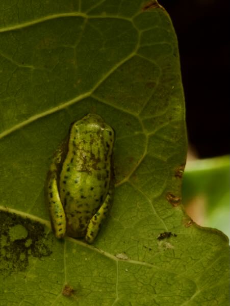 Betsileo Reed Frog (Heterixalus betsileo)