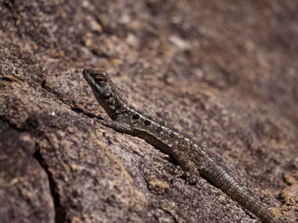 Dumeril’s Madagascar Swift (Oplurus quadrimaculatus)