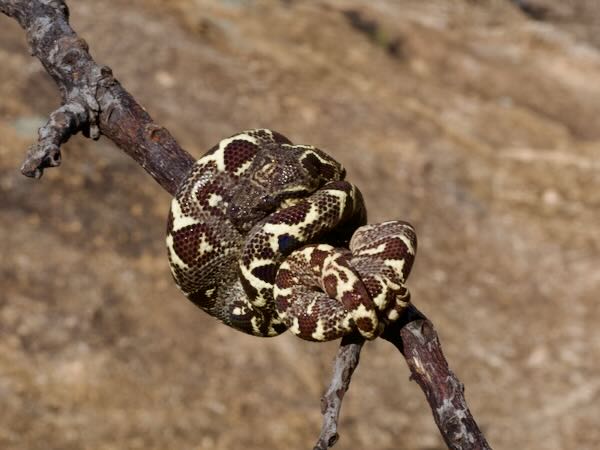 unidentified species (Sanzinia Anja)