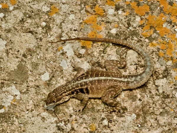 Grandidier’s Madagascar Swift (Oplurus grandidieri)