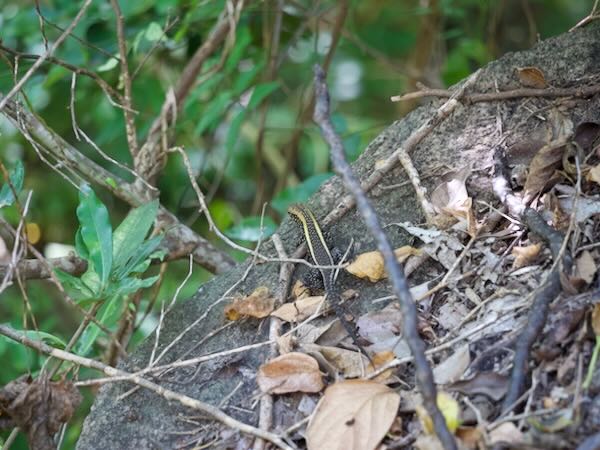 Broad-tailed Girdled Lizard (Zonosaurus laticaudatus)