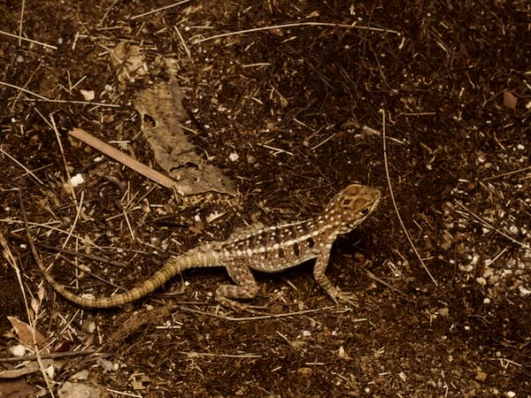 Dumeril’s Madagascar Swift (Oplurus quadrimaculatus)