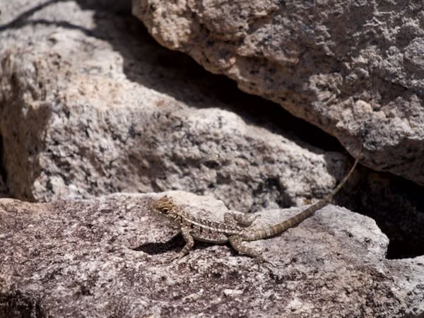 Dumeril’s Madagascar Swift (Oplurus quadrimaculatus)