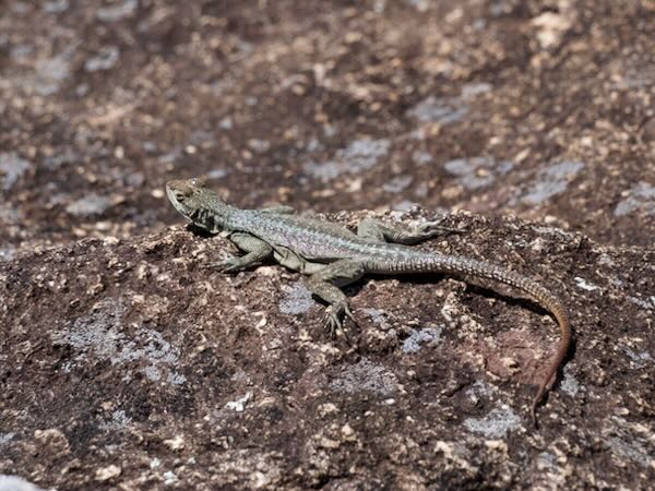 Grandidier’s Madagascar Swift (Oplurus grandidieri)