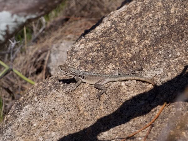 Grandidier’s Madagascar Swift (Oplurus grandidieri)