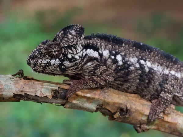 Oustalet’s Chameleon (Furcifer oustaleti)