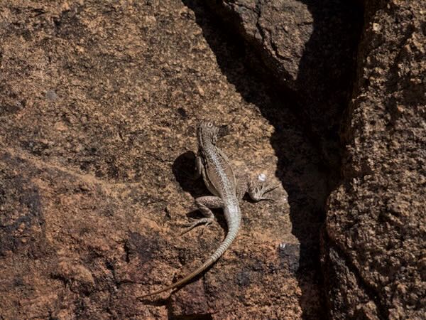 Grandidier’s Madagascar Swift (Oplurus grandidieri)