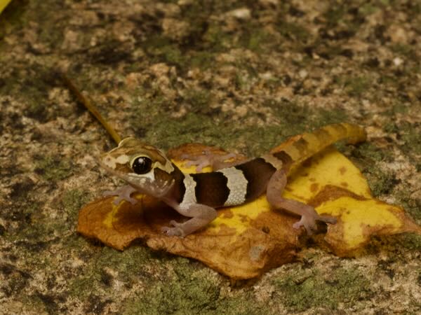 Kirindy Leaf-toed Gecko (Paroedura rennerae)