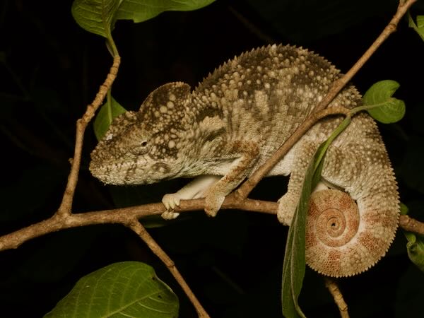 Oustalet’s Chameleon (Furcifer oustaleti)