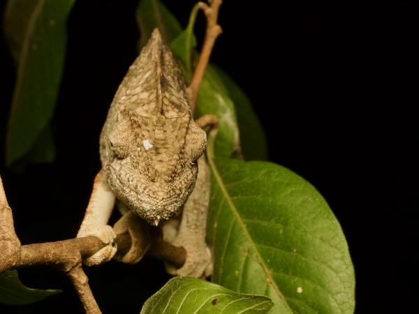 Oustalet’s Chameleon (Furcifer oustaleti)