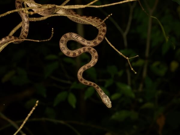 unidentified species (Lycodryas Anja)