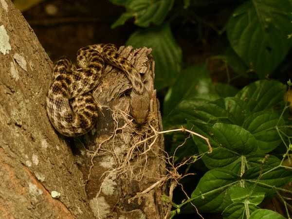 Malagasy Cat-eyed Snake (Madagascarophis colubrinus)