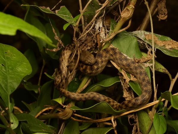 Malagasy Cat-eyed Snake (Madagascarophis colubrinus)