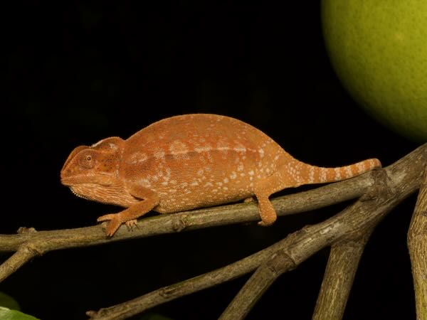 Southern Carpet Chameleon (Furcifer major)