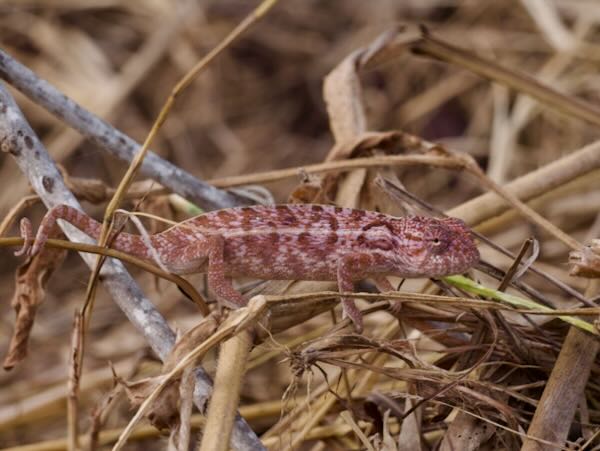 Southern Carpet Chameleon (Furcifer major)