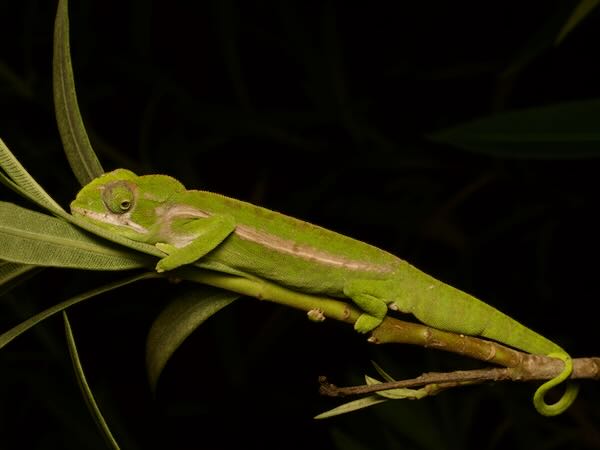 Southern Carpet Chameleon (Furcifer major)