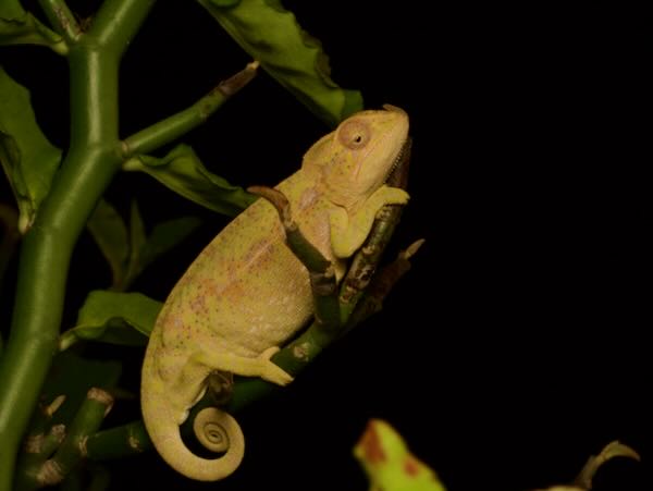 Southern Carpet Chameleon (Furcifer major)