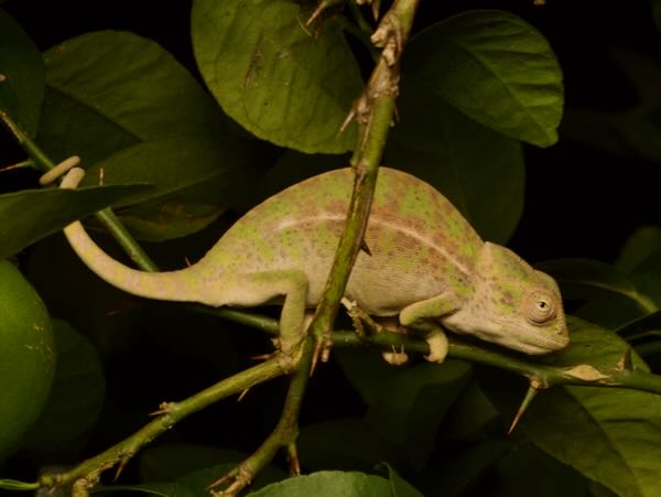 Southern Carpet Chameleon (Furcifer major)