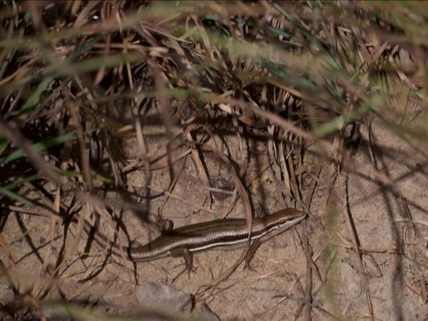 Elegant Mabuya (Trachylepis elegans)