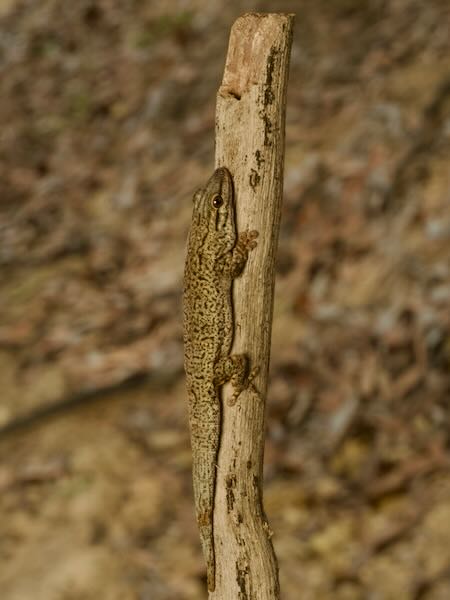 Thick Tail Gecko (Phelsuma mutabilis)