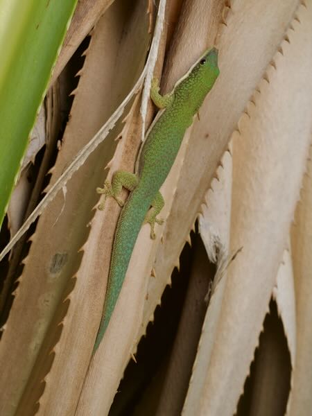 Morondava Day Gecko (Phelsuma hielscheri)