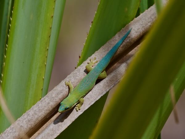 Morondava Day Gecko (Phelsuma hielscheri)