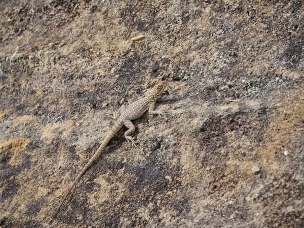 Dumeril’s Madagascar Swift (Oplurus quadrimaculatus)