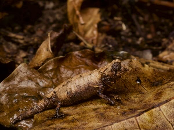 Brygoo’s Leaf Chameleon (Brookesia brygooi)