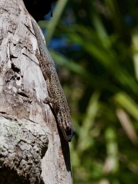 Thick Tail Gecko (Phelsuma mutabilis)