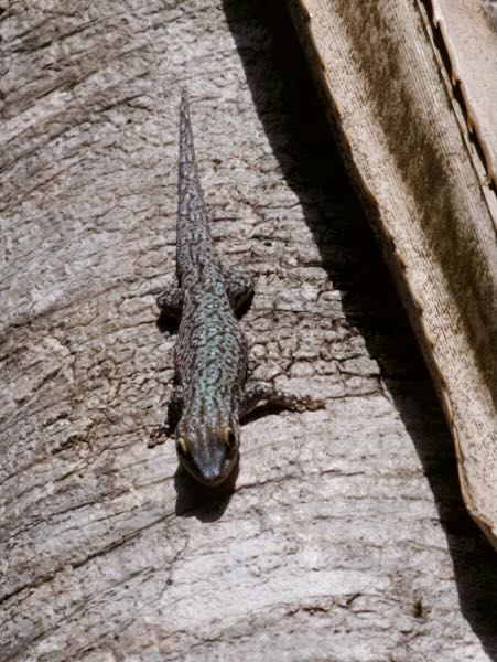 Thick Tail Gecko (Phelsuma mutabilis)