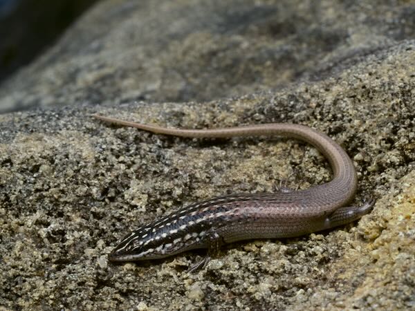 Isalo Skink (Trachylepis nancycoutuae)