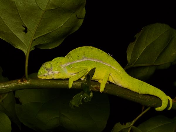 Southern Carpet Chameleon (Furcifer major)