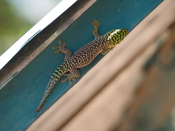 Banded Day Gecko (Phelsuma standingi)