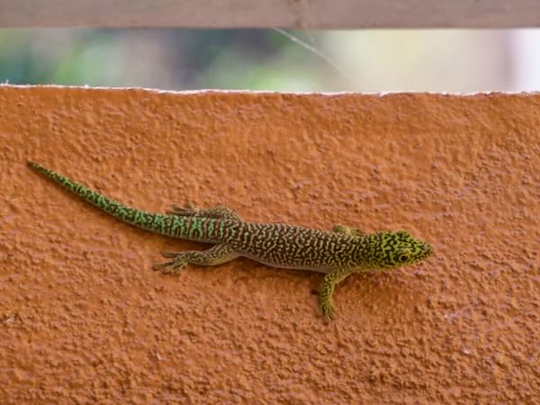 Banded Day Gecko (Phelsuma standingi)